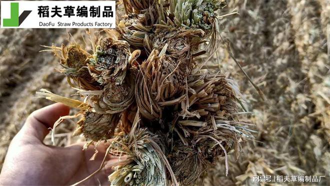 边坡绿化新选择 护坡草棒Kaiyun网址 开云的施工与养护(图3)