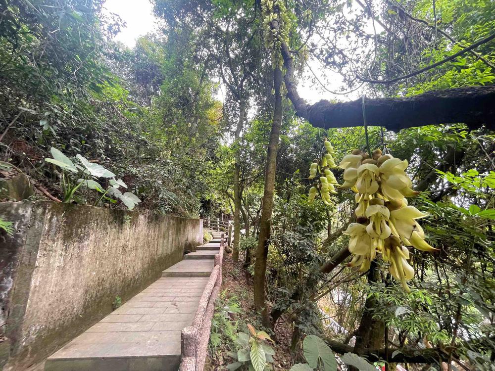 kaiyun网站赏花正当时!广州黄埔禾雀飞舞樱花怒放春意浓(图2)