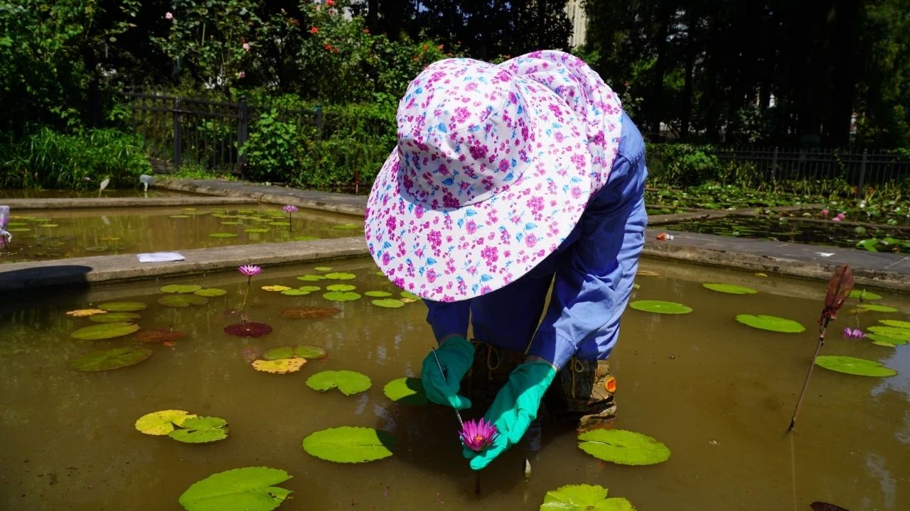 开云中国五位“花神”助力武汉打造“湿地花城”(图5)
