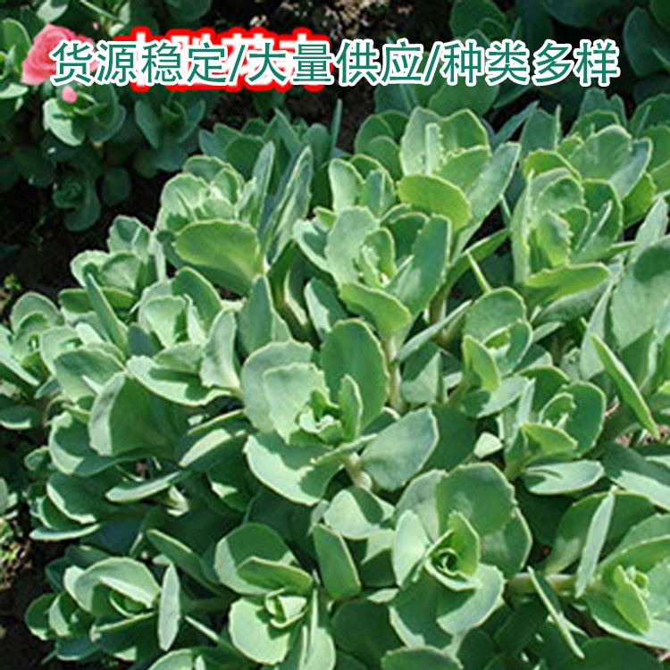 今年热品绿化工程品种全城市绿化(2023开云kaiyun官网更新中)(今日热品)(图2)
