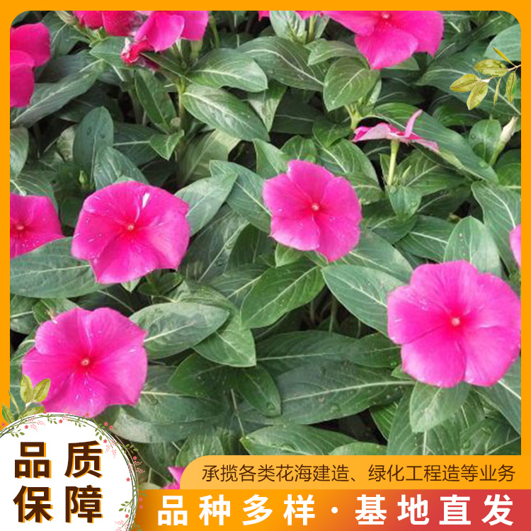 杭州绿化工程(2023已更新)(今日服务详解)(图2)