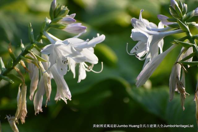 第3390回:美国景观设计之父规划师奥姆斯特德(图15)