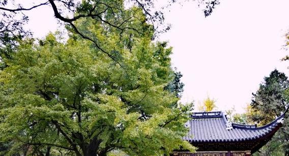 上海有个气势轩昂名花异草相映成辉的景点游客赞其气势轩昂(图4)