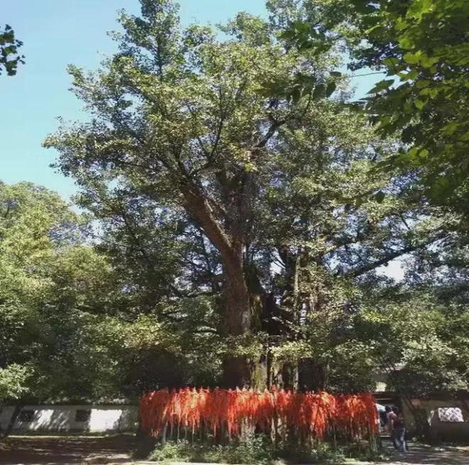张建庭:西湖植物景观是一幅优美画卷(图3)