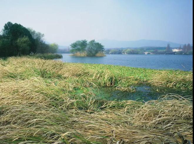 张建庭:西湖植物景观是一幅优美画卷(图4)