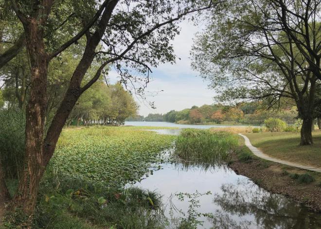 张建庭:西湖植物景观是一幅优美画卷(图6)