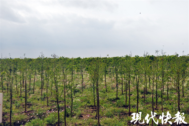 开云kaiyun官网造绿增绿!2023年江苏已完成造林绿化178万亩(图2)