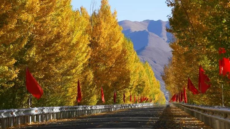 山东生态打造雪域高原上的“塞罕坝”(图4)